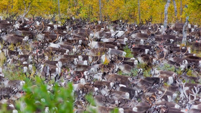 I domen har förvaltningsrätten vägt in att vargen har vandrat rakt mot huvuddelen av renhjorden, som består av cirka 5 000 renar.