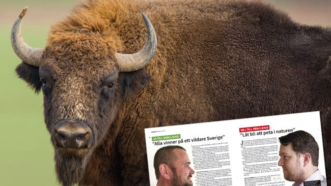 Ska visent införas som ett nytt vilt i Sverige? Viltforskaren Carl-Gustaf Thulin går i envig med riksviltvårdskonsulenten Jens Gustafsson. De har helt olika inställning till rewilding och projektet ”Ett vildare Sverige”.