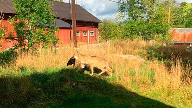 Varghannen i Riala-området tar en höna på en gård i Garns-Ekskogen i Brottby. Om det är hannen som påsköts idag är oklart.