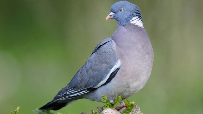 Av alla jaktbara arter i Finland fälldes flest ringduvor under 2018, det vill säga 263 600 individer.