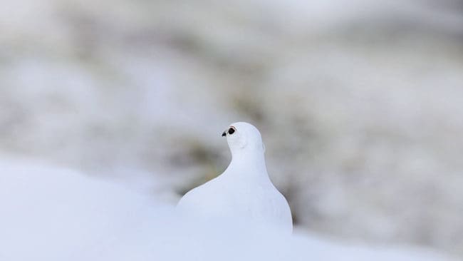 Trots löften om att jägare bosatta i Sverige ska har förtur till jakt i fjällen är reglerna kring detta fortfarande inte ändrade.