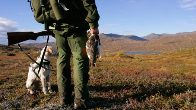 Efter den 15 september tillåts utländska jägare delta i småviltjakten på statens mark i fjällen.