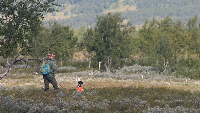 Småviltsjakten i tre jämtländska samebyar ska lottas ut.