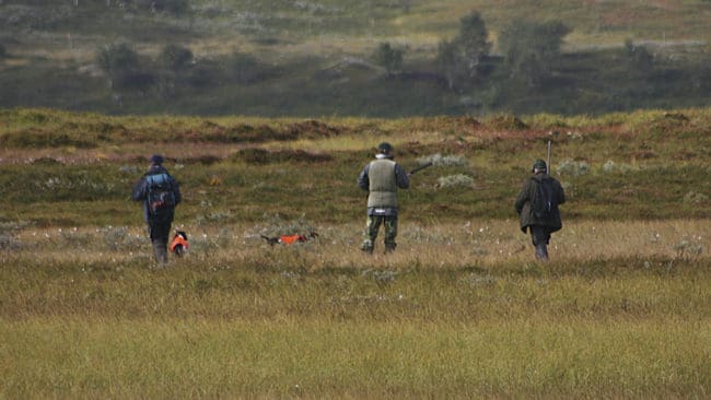 För att få jaga ripa på statens mark i fjällen krävs att man anmäler sig, och sista anmälningsdagen är den 23 maj.