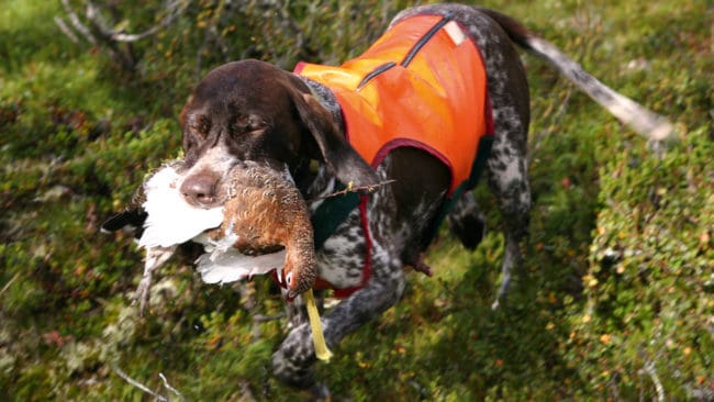 Regelverket kring småviltsjakt ovan odlingsgränsen och på renbetesfjällen, där jägare bosatta i Sverige har förtur, dröjer till tidigast nästa år.