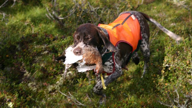 De nya reglerna som ger svenska jägare förtur till småviltsjakt på statens mark ovan odlingsgränsen gillas inte av Kommerskollegium, som anser att det strider mot EU-regler. Får de som de vill kan de nya reglerna stoppas innan de ens satts i verket.