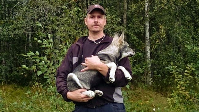 Vargen stod alldeles utanför huset när Robert Larsson släppte ut jämthundsvalpen Kastor.