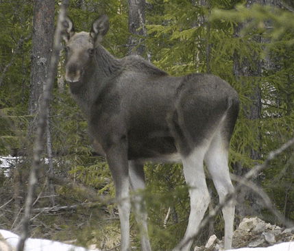 Älgstammen är hotad i varg- och björnmarker. I Voxnas dalgång är det nu allt fler jaktlag som tycker att älgjakten blivit så dålig och dyr att de säger upp jaktarrendena med skogsbolagen.