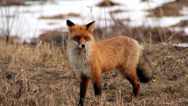 Under skyddsjakten i fjällområdet 2016 och 2017 fälldes 23 rödrävar.