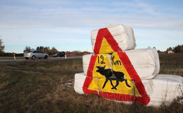 Stor &auml;lgskylt. Mellan Sala och Heby st&aring;r en annorlunda &auml;lgvarningsskylt. N&aring;gon kreativ person har l&aring;tit m&aring;la varningsskylten p&aring; sex ensilagebalar. Verket &auml;r s&aring; stort att det &auml;r sv&aring;rt f&ouml;r bilisterna att missa varningen.