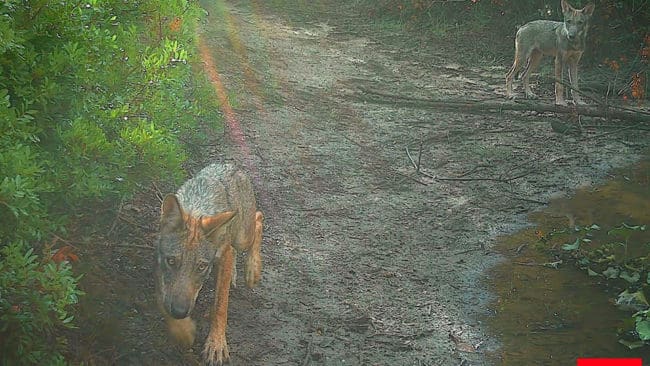 Vargar har fastnat på bild tagna av viltövervakningskameror strax utanför Rom. Enligt biologer har två vuxna och minst två valpar etablerat sig i naturreservatet Castel di Guido.