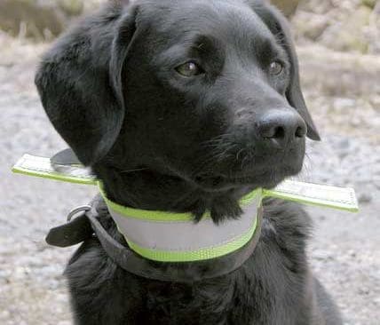 Ett reflexhalsband som g&ouml;r att jakthunden syns b&auml;ttre.&nbsp;