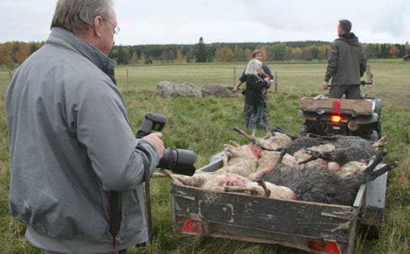 Vargd&ouml;dade f&aring;r fraktas bort fr&aring;n R&ouml;rbo g&aring;rd i Sala kommun. Nu &auml;r det h&ouml;g tid att komma till skott i rovdjursf&ouml;rvaltningen. Att m&aring;nga landsbygdsbor b&ouml;rjat tvivla p&aring; r&auml;ttssamh&auml;llet &auml;r inte konstigt, skriver C-politikern Christer Eriksson.