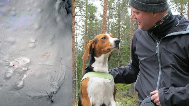Harens sista spår, lite blodstänk och avtryck efter stora vingar. Det mötte den förvånade harjägaren Ruben Strömberg när han kollade på platsen där Jussan "tappat bort" haren.