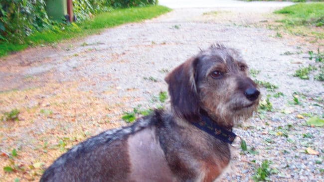 Såren efter tollarens angrepp läker snart, men frågan är hur Ruff återhämtar sig mentalt efter attacken.