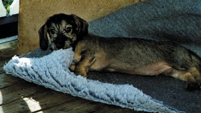 Ruff är en individ som gillar läget i nästan alla situationer.