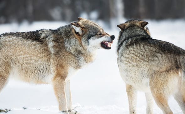 Staten kan k&ouml;pa ryska vargar och sl&auml;ppa ut dem i "Operation vargchock", skriver Jakt & J&auml;gares Mikael Moilanen. Eller ocks&aring; kan vi ta en seri&ouml;s diskussion om varf&ouml;r Sverige ska ha ett isolerat vargreservat, tycker han.