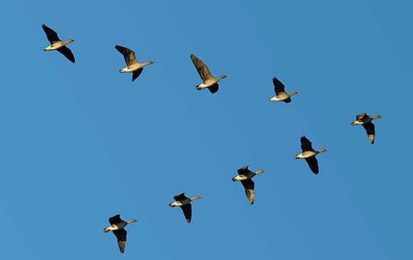 BirdLife Sverige vill stoppa jakt p&aring; skogss&auml;dg&auml;ss. Fr&aring;n j&auml;garh&aring;ll vill man hellre se en frivillig l&ouml;sning f&ouml;r att undvika att lantbrukare st&auml;ller krav p&aring; &ouml;kade ers&auml;ttningar och &aring;tg&auml;rder mot skador.
