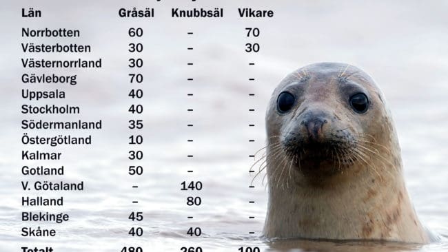 Så här ser tilldelningen ut län för län. Notera att beslutet innehåller detaljer om jaktområden och jakttider. Länk till beslutet finns i slutet av artikeln.