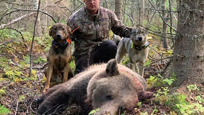När den skadskjutna björnen skulle avlivas kom plotten Turbo för nära och fick benet krossat. Hundföraren Robert Salomonsson får fortsätta årets björnjakt med sina återstående två hundar.