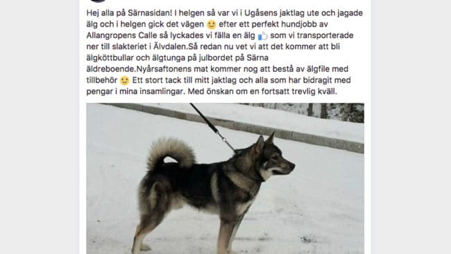 Stefan Sjögren meddelar den glada nyheten på Facebook. I helgen fällde Ugåsens jaktlag en älgtjur. Köttet skänks till äldreboendet i Särna för att åldringarna ska få ett riktigt bra julbord och en fin nyårsmiddag.
