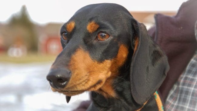 SVAs uppmaning är att man alltid bör tvätta händerna före och efter kontakt med alla sorters husdjur. .