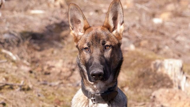 Det finns de som tycker att den attackerade kvinnans egen hund Brinna liknar en varg.