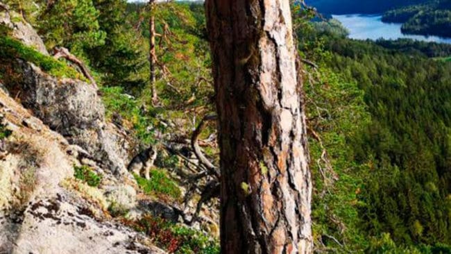 Jämten Scotts älgjakt utanför Liden slutade med att han hamnade på en klippavsatts 30 meter upp. Han räddades av två bergsklättrare.