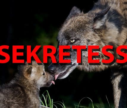 Hemligt. Svenska folket ska inte f&aring; reda p&aring; var de utplanterade vargvalparna kommer ifr&aring;n. Det &auml;r Naturv&aring;rdsverkets plan f&ouml;r att ro i hamn projektet med djurparksvargar som ska s&auml;ttas ut bland vilda vargar.