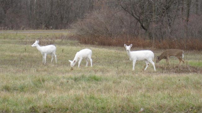Seneca White Deer, en ovanlig sorts vitsvanshjortar, hotas av rovdjur som tagit sig in på den gamla militärförläggningen där hjortarna lever.