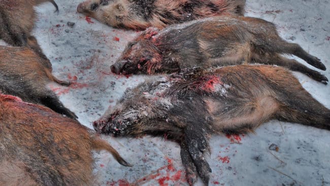 Sex vildsvin sköts på mindre än en halvtimme i mörkret vid gårdsplanen i Grästorp hos Sofia Karlsson, LRF-basen i Västra Götaland. Hon är tacksam för att ha en pricksäker jägare på marken. (Arkivbild)