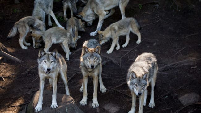 Tio vargar sågs samtidigt mitt i byn Hällbo, söder om Bollnäs i Gävleborg. (Arkivbild)