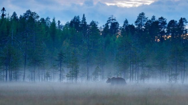 En skadeskjuten björn i Värmland gör att polisen uppmanar allmänheten att hålla sig borta från det område där sökinsatsen pågår.