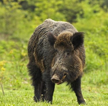 R&auml;dd f&ouml;r pink? Nej, uppenbart inte, i alla fall inte i Hargshamn.