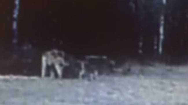 Vargparet i det nya reviret Siggefora filmade av länsstyrelsens viltkamera när de krafsar och urinerar för att markera revir i mars förra året. Nu begär jägare och bönder i Uppsala län att vargarna i reviret skjuts bort.