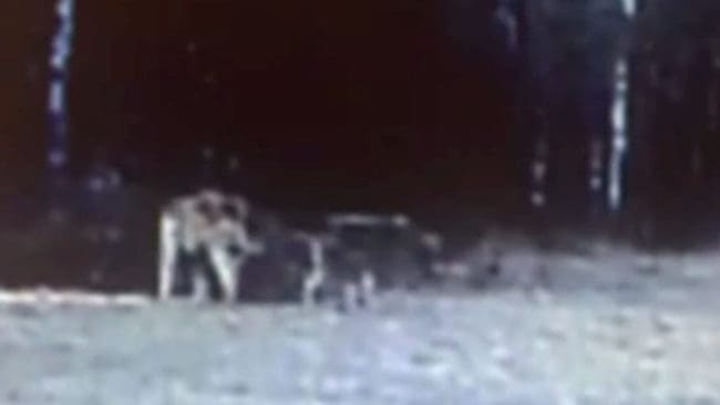 Vargparet i det nya reviret Siggefora filmade av länsstyrelsens uppsatta viltkamera i mars i år, när de krafsar och urinerar för att markera revir.