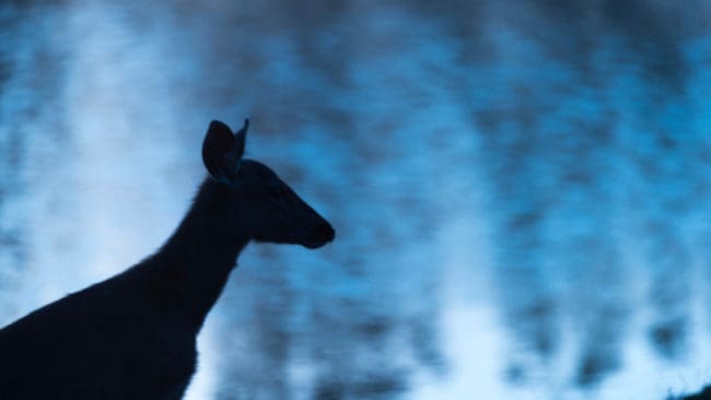 Tre ungdomar i Finland har stått inför rätta i en jakthärva där det fällts mängder med rådjur, fältharar och vitsvanshjortar. Den illegala jakten skedde från bil i skenet av lampor. Att även cirka 800 katter skjutits är dock preskriberat.