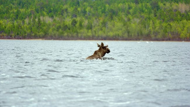 Den påskjutna älgen tog sig ner i en sjö och simmade över.