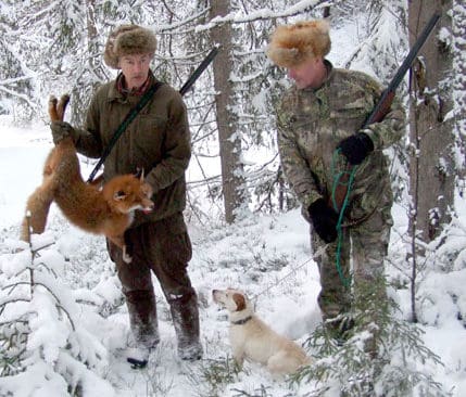 Den femtionde räven som fällts för parson russell-terriern Sissi.