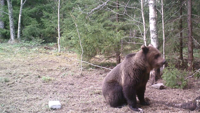 Björn fotograferad i trakterna av Ljumkil.