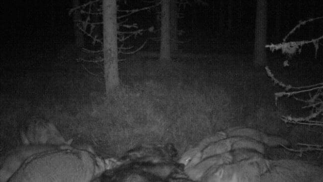 Sju vargar kalasar på en älg. Men av någon anledning finns det bara två vargar kvar just i det revir i det vargtäta Värmland som länsstyrelsen valt ut för licensjakt på sex vargar i januari.