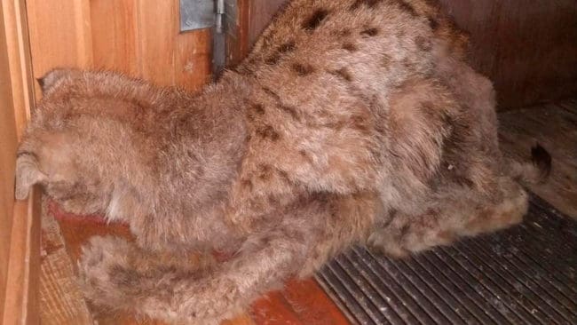 Det skabbsjuka lodjuret vid en bostad i Särna självdog efter ett dygn utan att varken polisen eller en eftersöksjägare kunde ingripa. Händelsen är ett nytt exempel på att det behövs ny lagstiftning för att kunna avliva sjuka rovdjur som lodjur och varg.