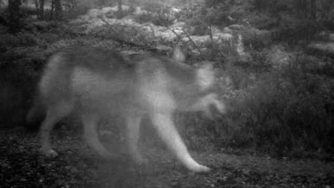 Natten till onsdagen dödades samtliga fem får i en fårhage i Sjundareviret. Vargangreppet skedde i en hage i närheten av godset Nådhammar i Södertälje kommun. Här är en av valparna i Sjundareviret som fotograferades i december förra året.