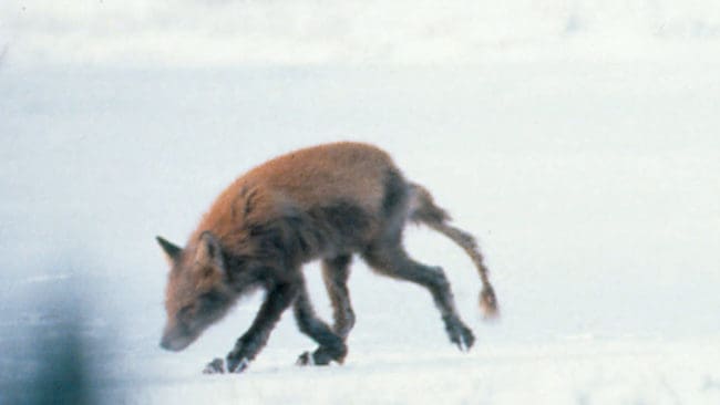 Det var skabbräv som var inne i hästhagen utanför Sunne. (Arkivbild)