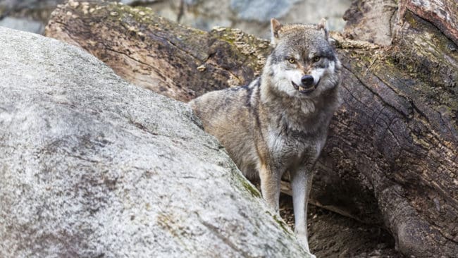 Efter att ha tagit två hundar får den tyska skabbvargen fällas.