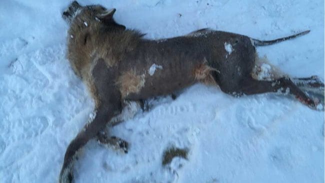 Skabbvargen i Östmark sköts på fredagsmorgonen.