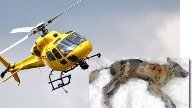 Länsstyrelsen genomförde och bekostade avlivningen av en skabbvarg i trakterna av Näverede i Jämtland.