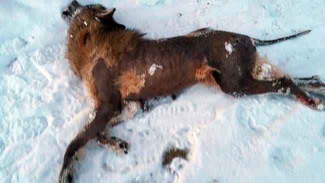 Varg som avlivades på grund av skabbangrepp för några år sedan.