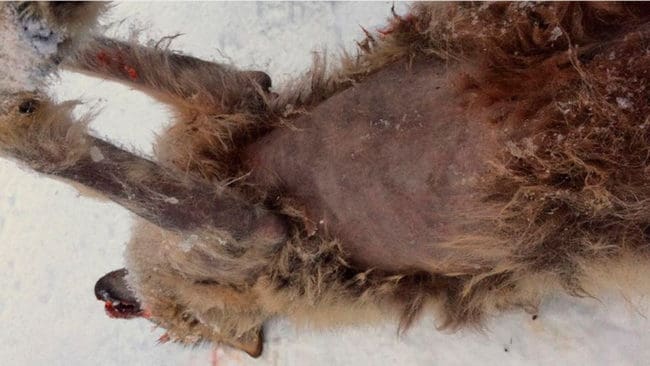 Varg som angripits svårt av skabb och sköts under förra årets licensjakt i Värmland.