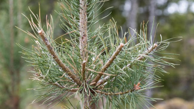 För skogsägaren blir den ekonomiska konsekvensen av viltskador förhållandevis liten, enligt en ny studie från AB Karl Hedins sågverk i Krylbo.